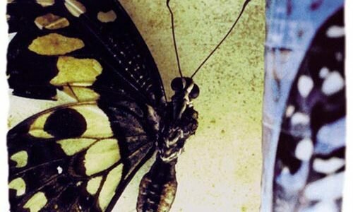 Moonspell “The Butterfly Effect”: experimentalismo ao rubro